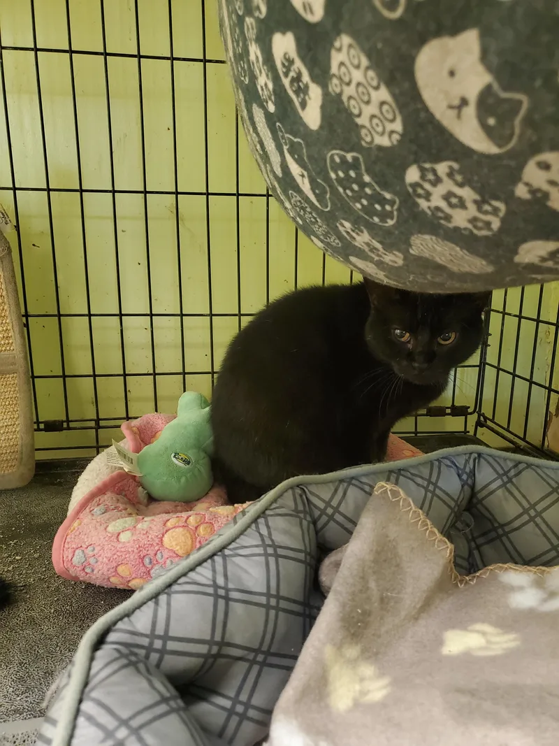 A young small-sized female Black American Shorthair cat named Sabrina for adoption in Tunica, MS