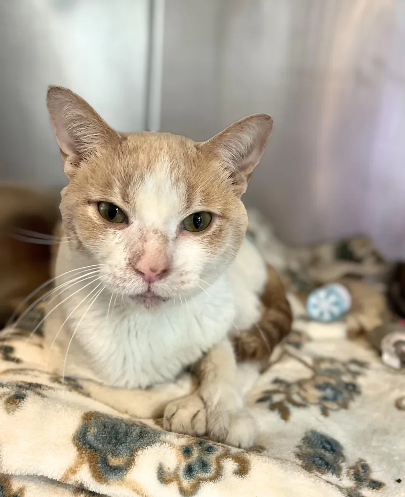 An adult medium-sized male Tabby (Orange / Red) Domestic Short Hair cat named Krusty the Clown for adoption in Seville, OH