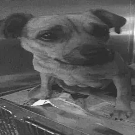A young small-sized female Brown / Chocolate Chihuahua dog named Martina A for adoption in Mission Hills, CA