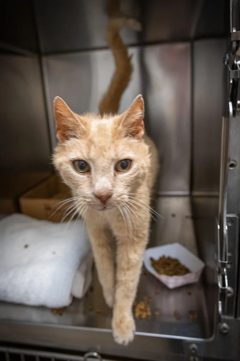 An adult medium-sized male Tabby (Buff / Tan / Fawn) Tabby cat named Okie for adoption in Greenville, DE