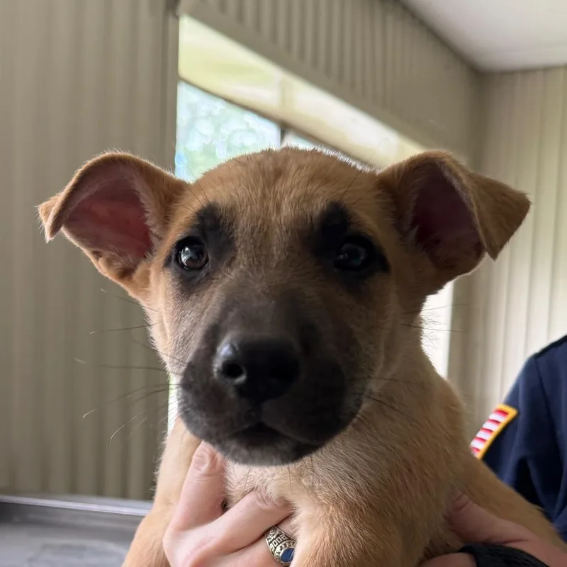 A baby medium-sized male Yellow / Tan / Blond / Fawn Shepherd dog named Zander for adoption in Jacksonville, AR