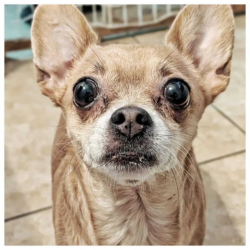 Luna & Precious thumbnail 2