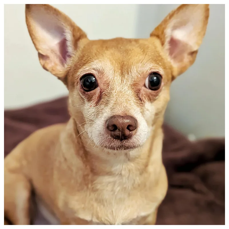 Luna & Precious thumbnail 3