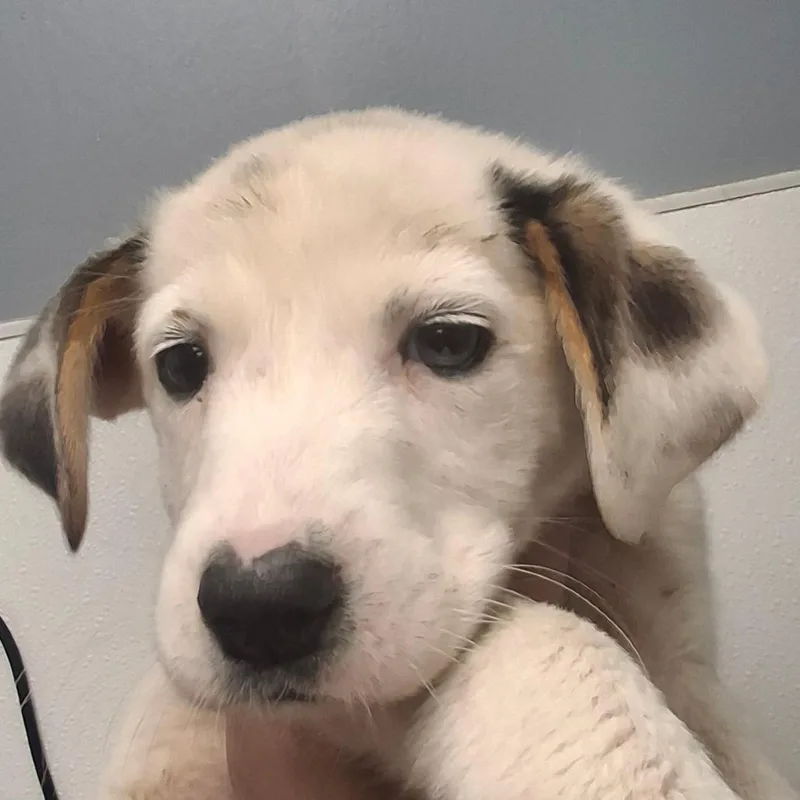 A baby small-sized female White / Cream Labrador Retriever dog named Emily for adoption in Birmingham, AL