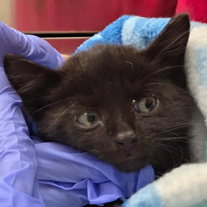 A baby small-sized male Black Domestic Short Hair cat named Thunder for adoption in Chattanooga, TN