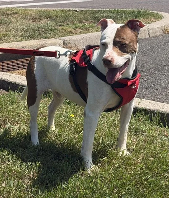 An adult large-sized male Pit Bull Terrier dog named Noodle for adoption in Lafayette Hill, PA