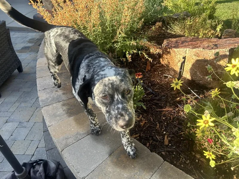 A young medium-sized female Australian Cattle Dog / Blue Heeler dog named Hazel for adoption in Lafayette, CO