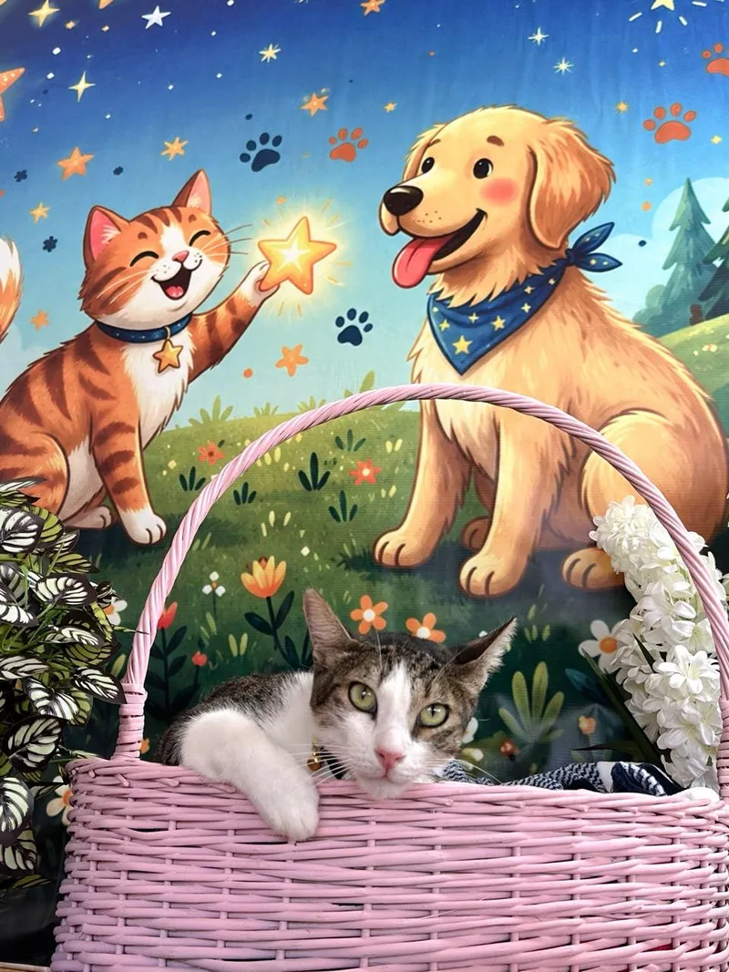 An adult medium-sized male Domestic Short Hair cat named Simba for adoption in New York, NY