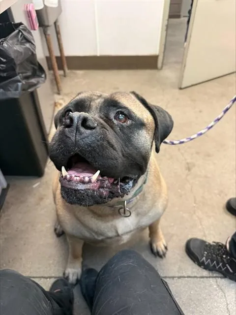 An adult extra large-sized female Mastiff dog named Nova for adoption in Tucson, AZ