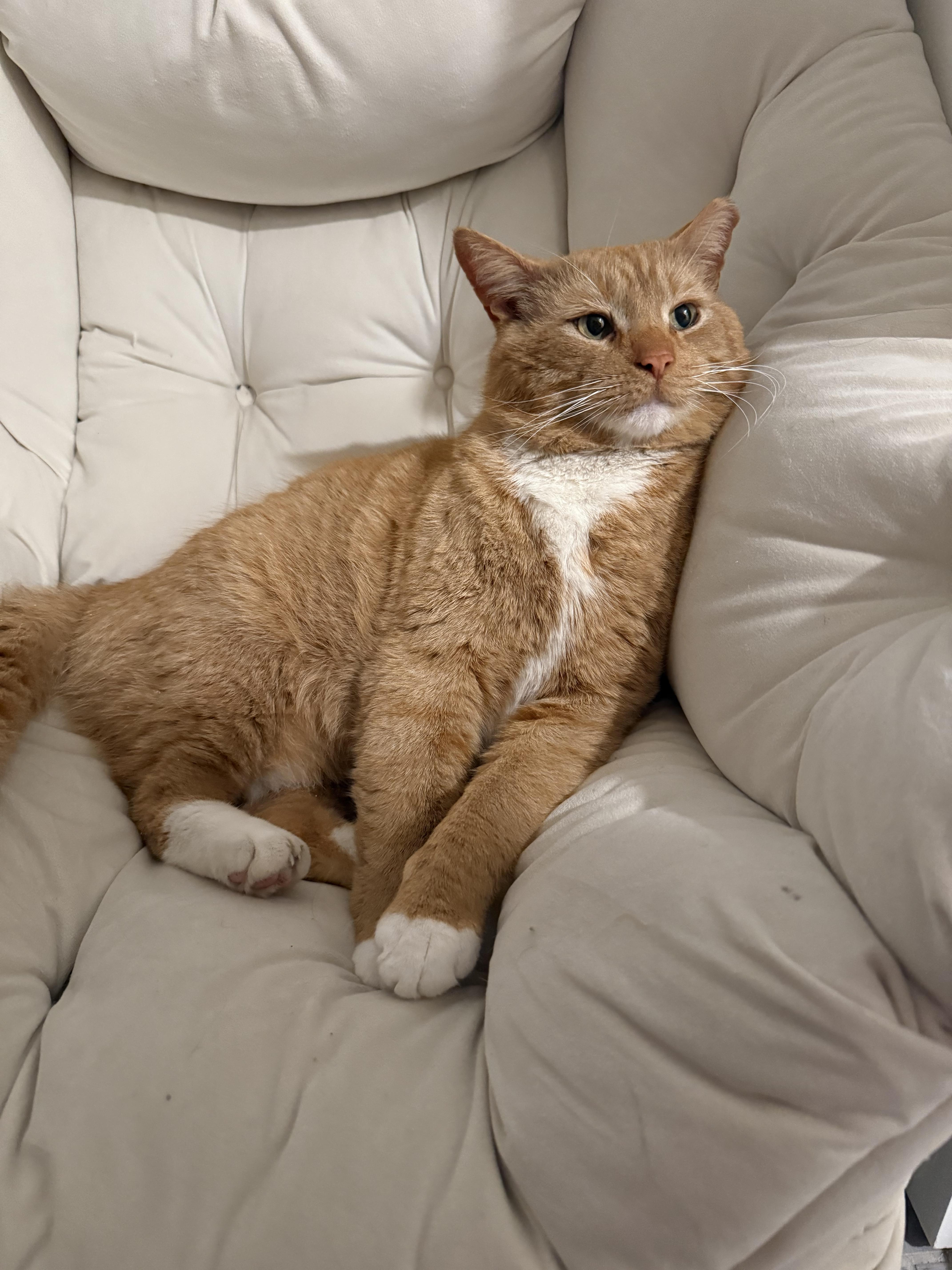 An adult large-sized male Orange / Red Domestic Short Hair cat named Theodore for adoption in Oak Park, MI