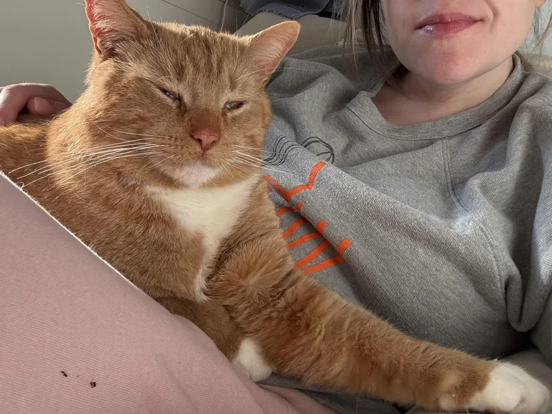 Theodore thumbnail 3