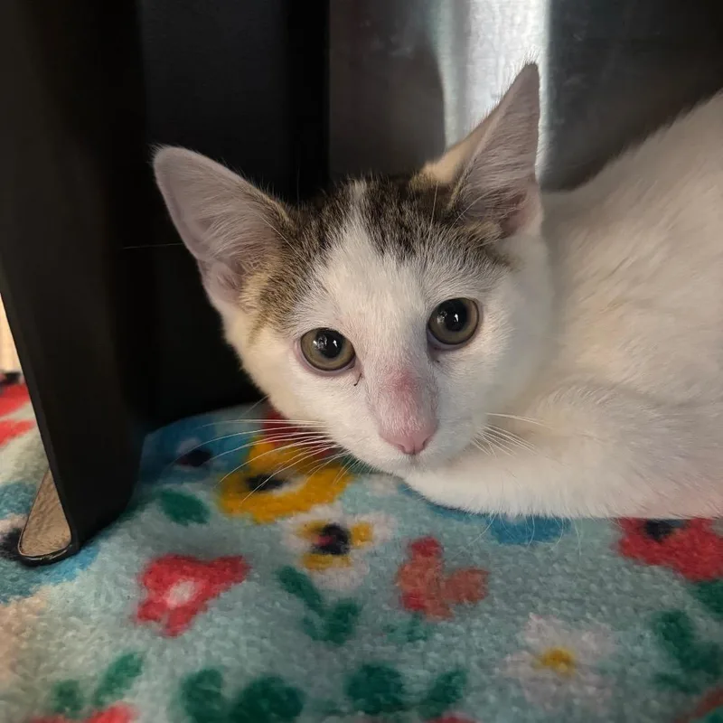 A baby small-sized male Brown / Chocolate Domestic Short Hair cat named Milo for adoption in Spokane, WA