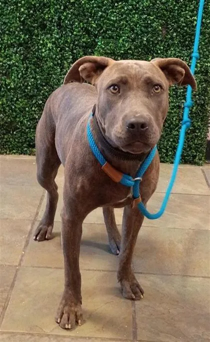 A baby small-sized female Gray / Blue / Silver Pit Bull Terrier dog named Chi Chi for adoption in El Paso, TX