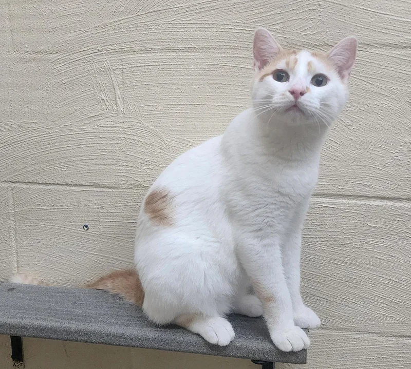 A young medium-sized male Domestic Short Hair cat named Creme for adoption in Wetumpka, AL