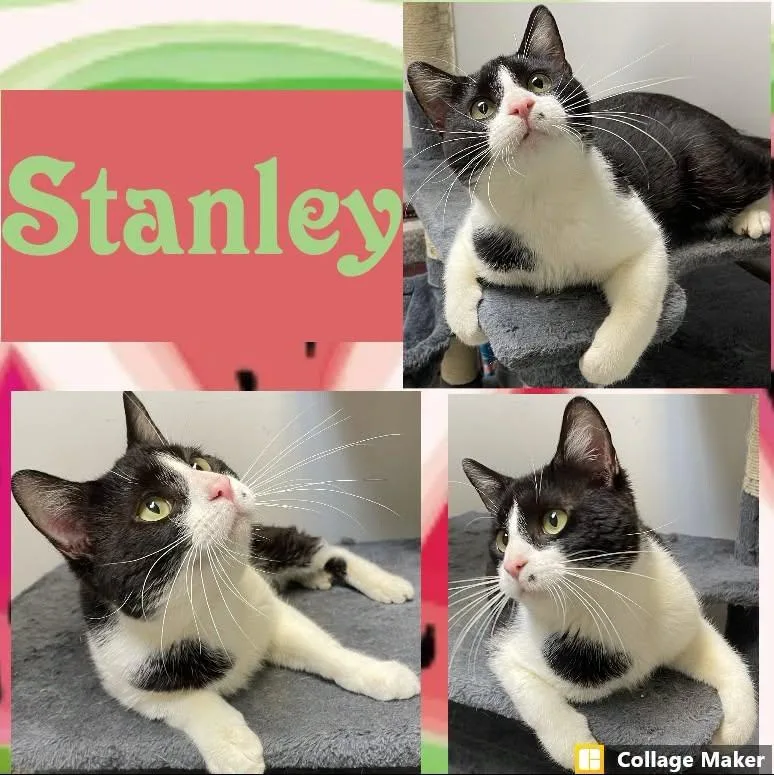 An adult medium-sized male Domestic Short Hair cat named Stanley for adoption in Clearfield, PA