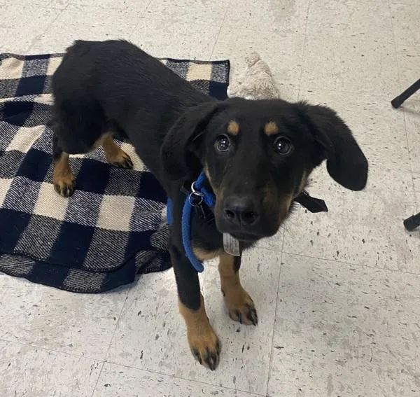 A baby small-sized female Rottweiler dog named Calypso for adoption in Salt Lake City, UT