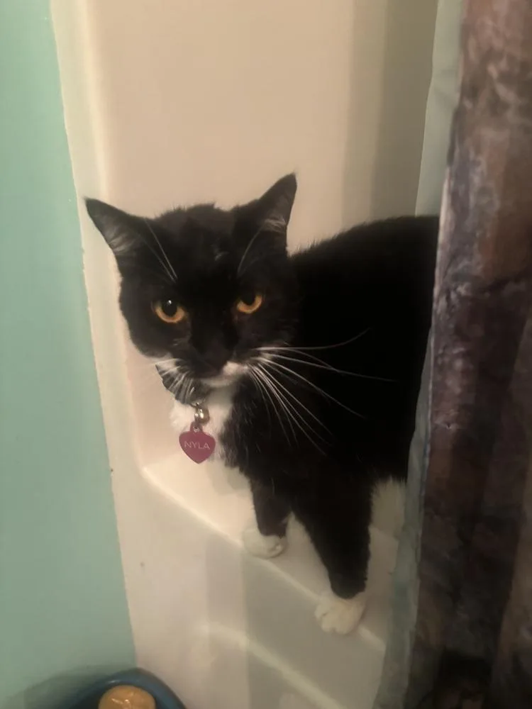 An adult medium-sized female Black & White / Tuxedo Domestic Short Hair cat named Nyla for adoption in Salisbury, NC