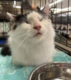 A young small-sized female Domestic Long Hair cat named Frieda for adoption in Columbia, SC