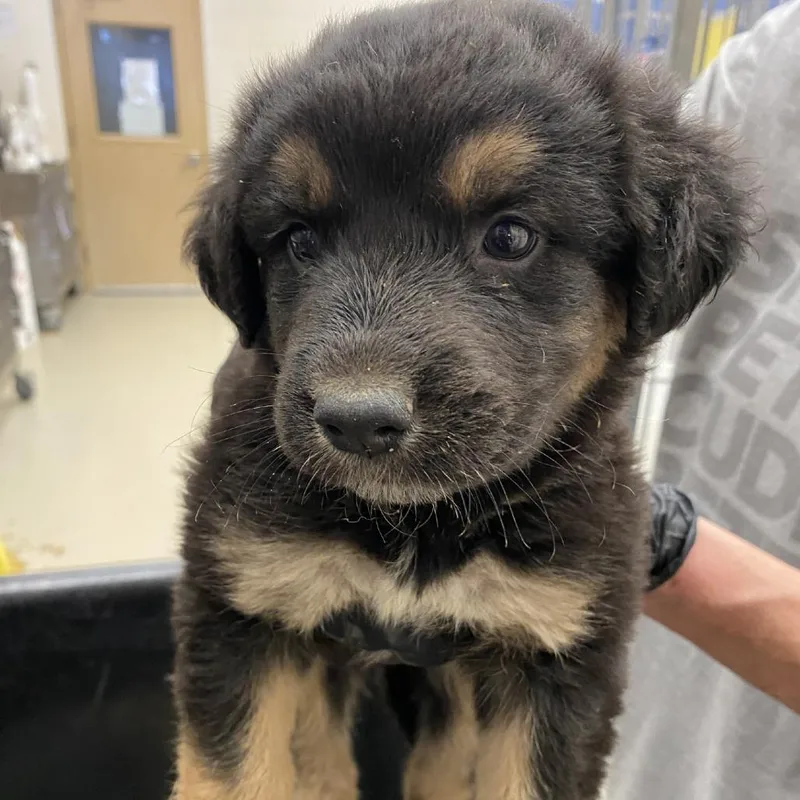 A baby small-sized female Black Labrador Retriever dog named Lovejoy for adoption in Austin, TX