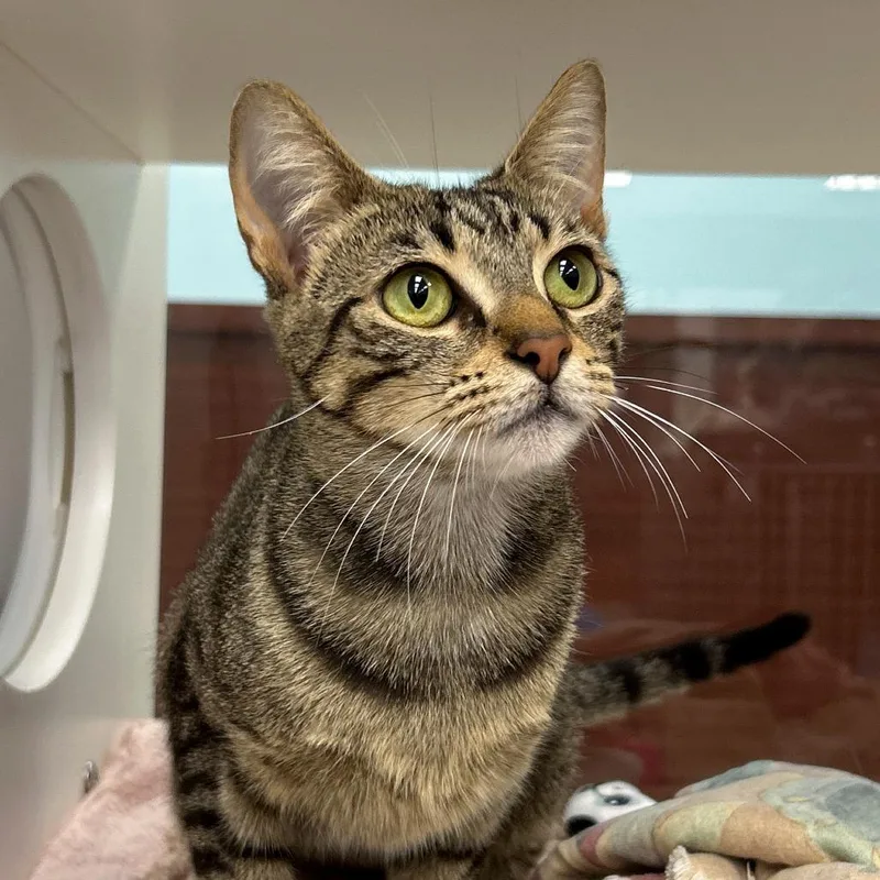 An adult medium-sized female Brown / Chocolate Domestic Short Hair cat named Shelby for adoption in West Palm Beach, FL