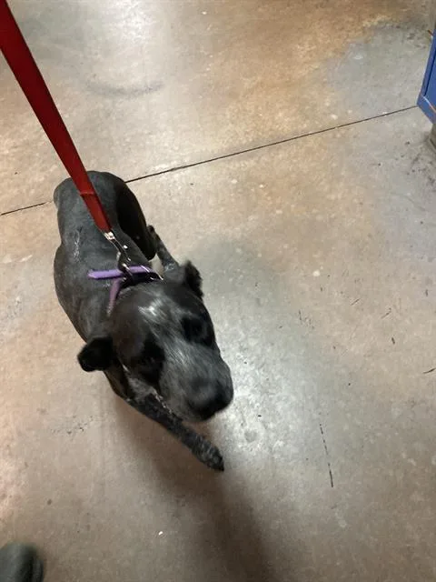 Pepper