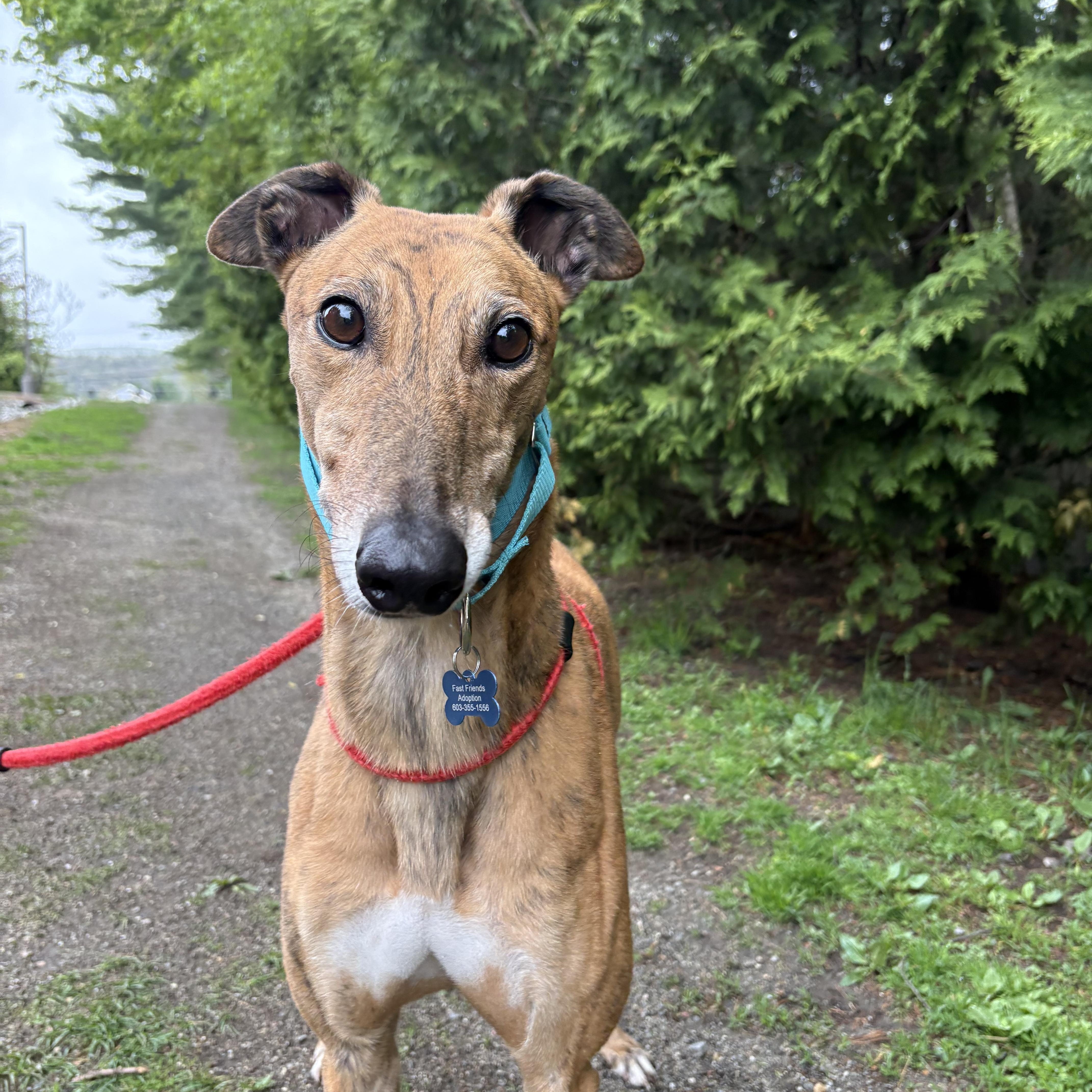 An adult large-sized male Brindle Greyhound dog named Roly Poly for adoption in Swanzey, NH