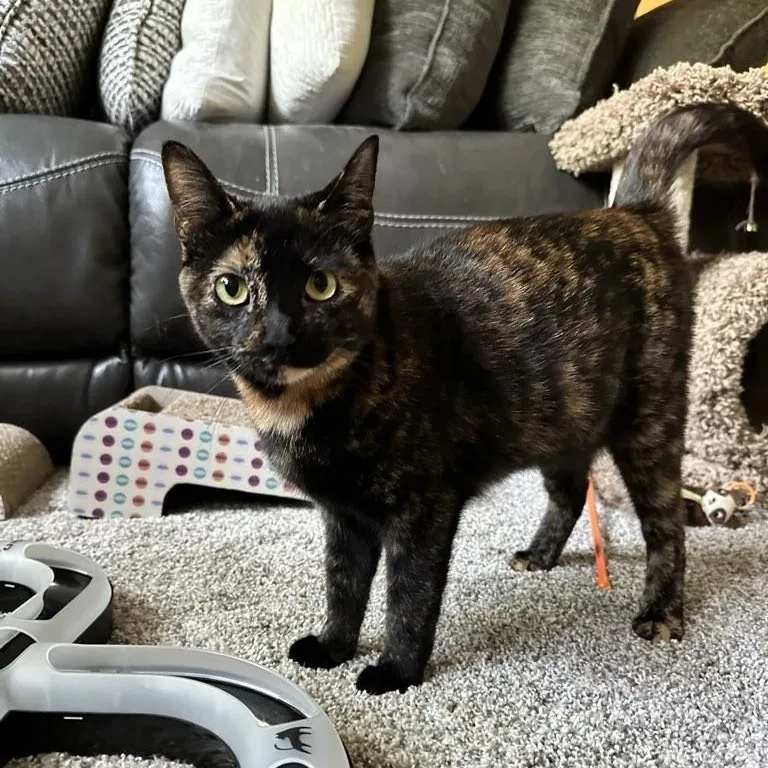 A young medium-sized female Tortoiseshell Domestic Short Hair cat named Mila for adoption in Plymouth, MN