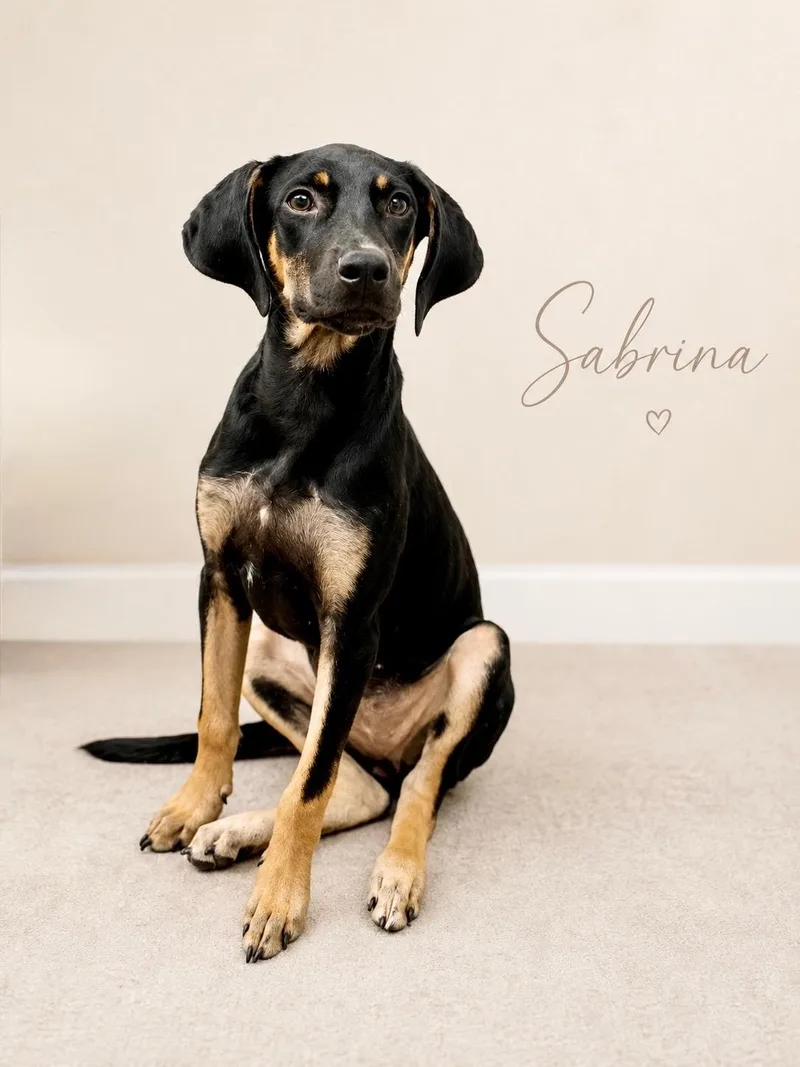 A young medium-sized female Black Doberman Pinscher dog named Sabrina for adoption in Baton Rouge, LA