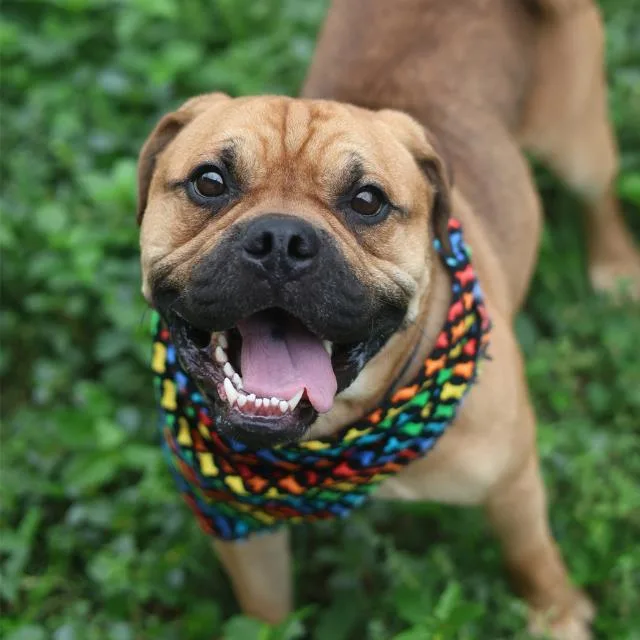 An adult medium-sized male Chow Chow dog named A for adoption in San Antonio, TX