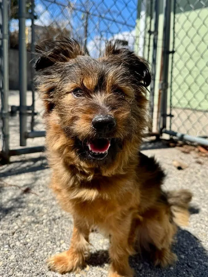 A young medium-sized male Mixed Breed dog named Waffles for adoption in Stamford, CT