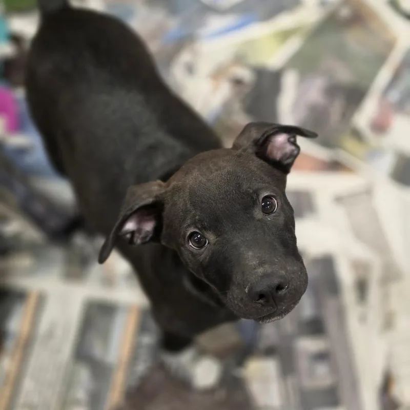 A baby medium-sized male Black Pointer dog named Edric JuM for adoption in Austin, TX