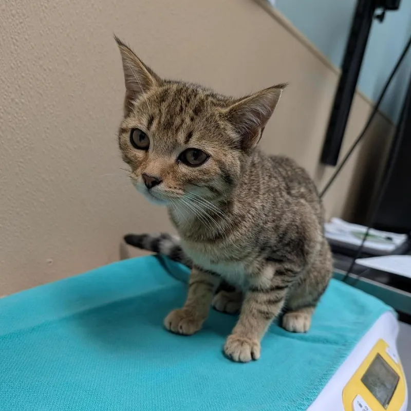A baby small-sized female Brown / Chocolate Domestic Short Hair cat named Arenal for adoption in Tacoma, WA
