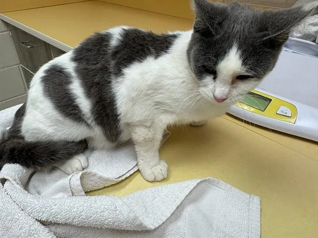 A young medium-sized female Domestic Short Hair cat named Delia for adoption in Colorado Springs, CO