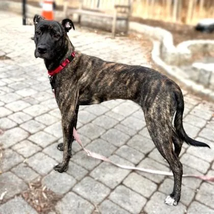 Barbara Ann thumbnail 2