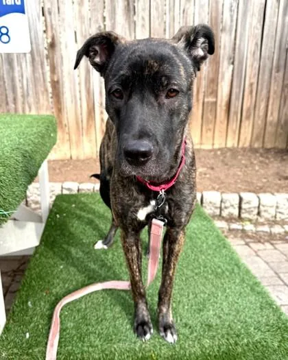 Barbara Ann thumbnail 3