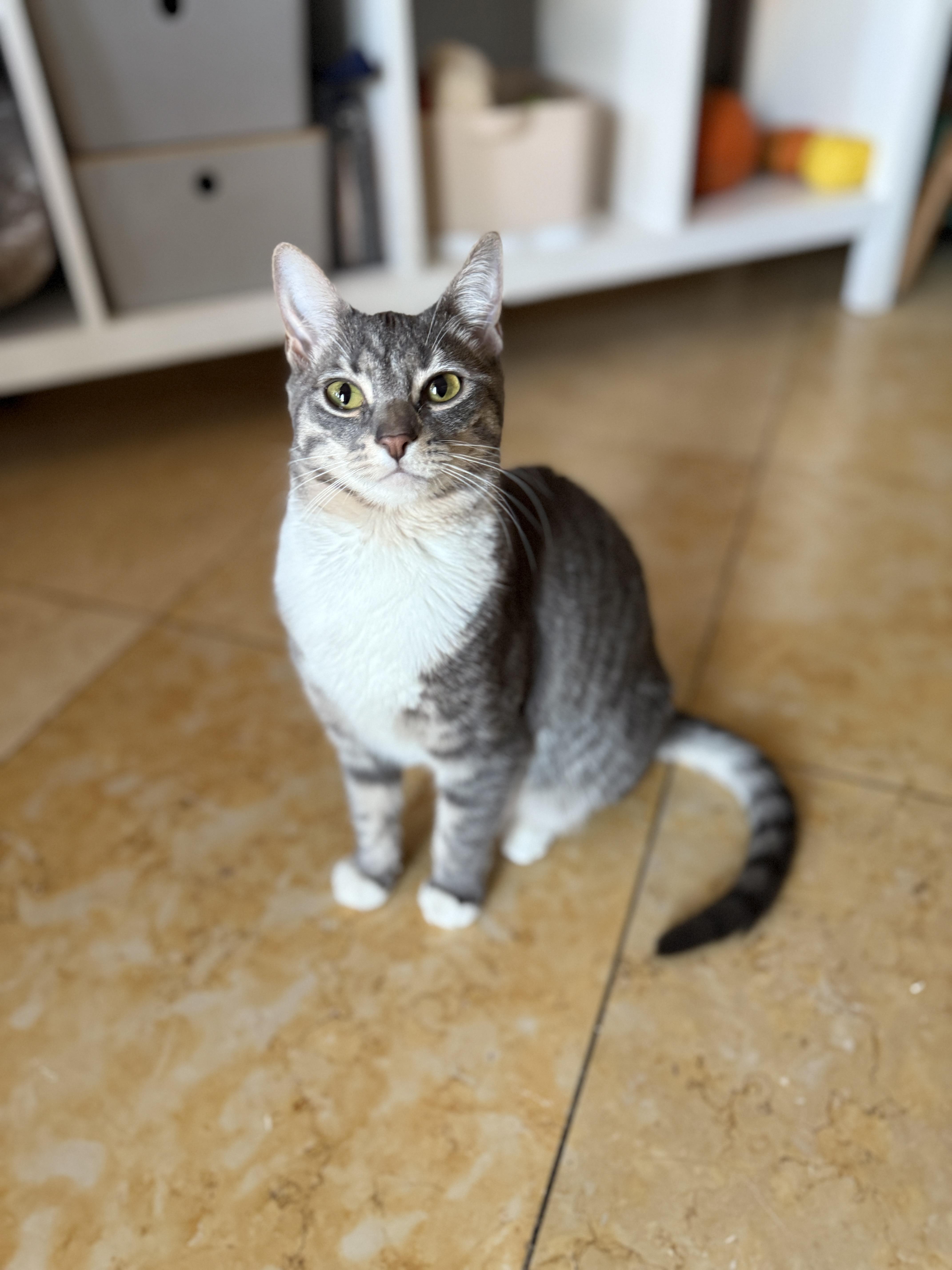 A young medium-sized female Tabby (Gray / Blue / Silver) Domestic Short Hair cat named Tweed for adoption in Brooklyn, NY