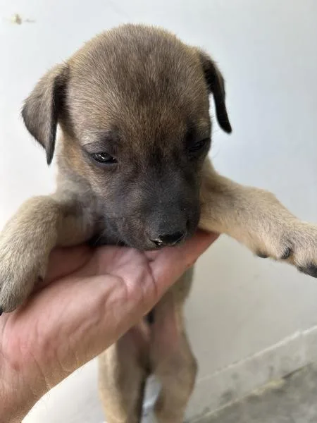 A baby medium-sized male Shepherd dog named Betts for adoption in Victorville, CA