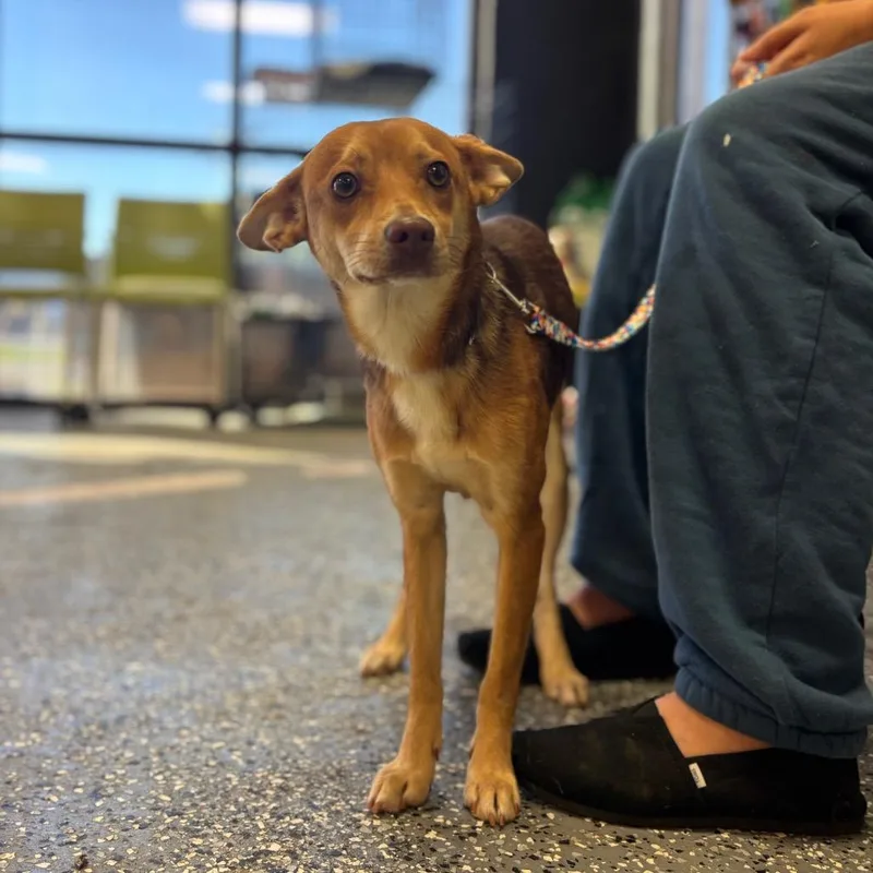 A young small-sized male Chihuahua dog named Legs for adoption in Springboro, OH