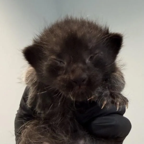 A baby medium-sized male Domestic Short Hair cat named Scramble for adoption in San Diego, CA
