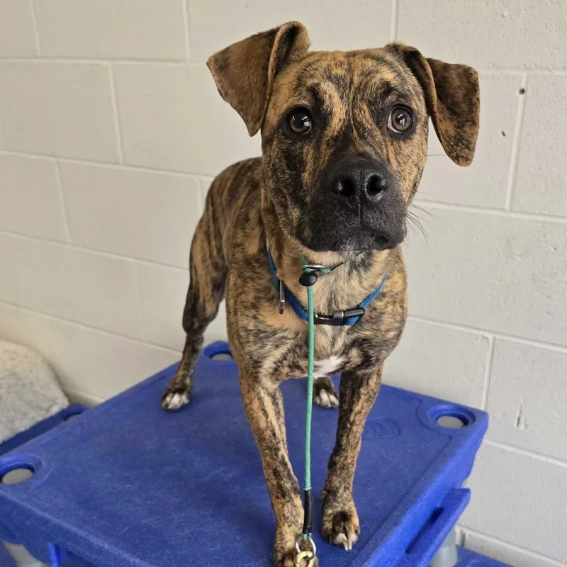 A young medium-sized male Brindle Boxer dog named Croc for adoption in Louisville, KY