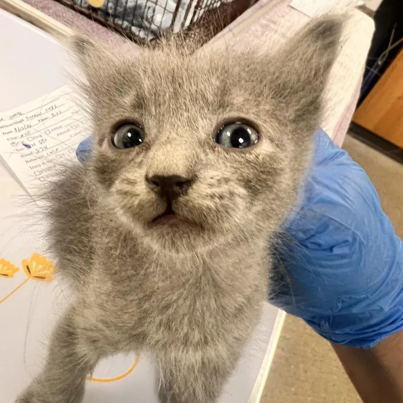 A baby small-sized male Gray / Blue / Silver Domestic Short Hair cat named Jojo for adoption in Las Cruces, NM