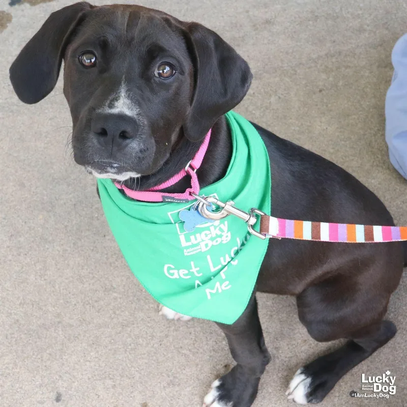 A baby large-sized female Labrador Retriever dog named Cassatt for adoption in Washington, DC