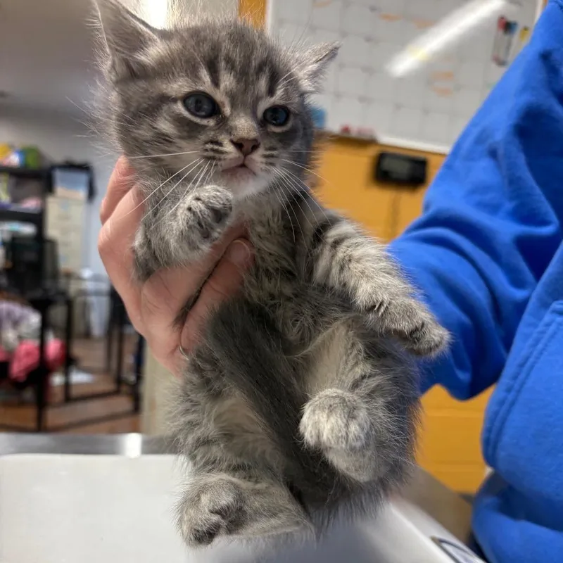 A young small-sized female Gray / Blue / Silver Domestic Short Hair cat named Tuna Turner for adoption in Morganton, NC