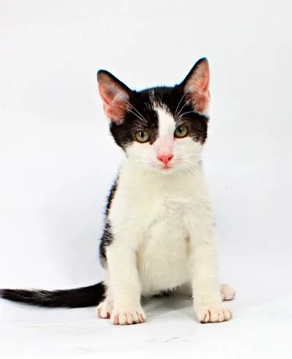 A baby small-sized male Domestic Short Hair cat named Liam for adoption in Morton Grove, IL