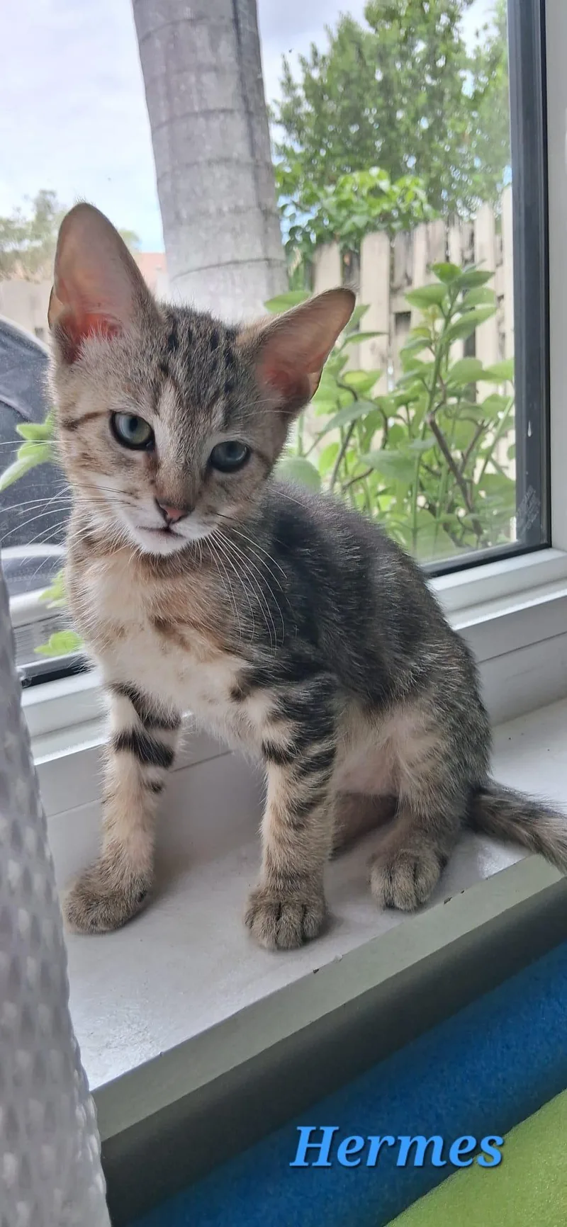 A baby medium-sized male Tabby (Brown / Chocolate) Domestic Short Hair cat named Hermes for adoption in Lauderhill, FL