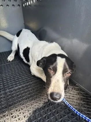 An adult medium-sized male Terrier dog named Hayden for adoption in Port Allen, LA
