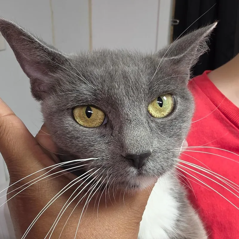 An adult medium-sized female Gray / Blue / Silver Domestic Short Hair cat named Anastasia for adoption in Leander, TX
