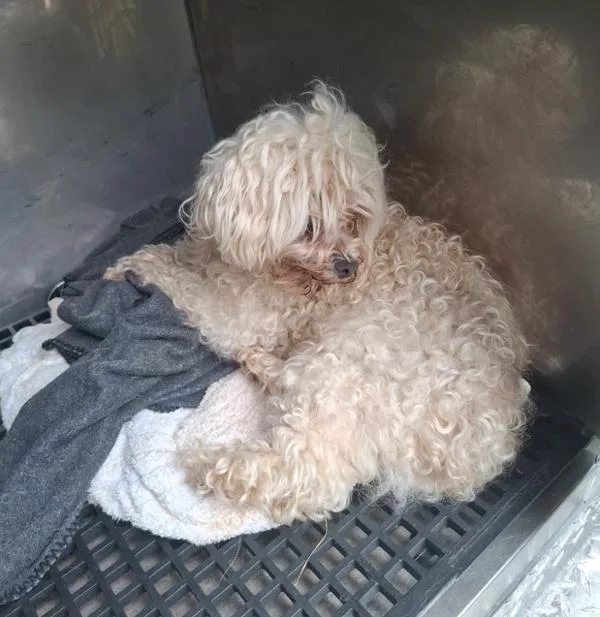 An adult small-sized female Poodle dog named Pen for adoption in Lawrenceville, GA