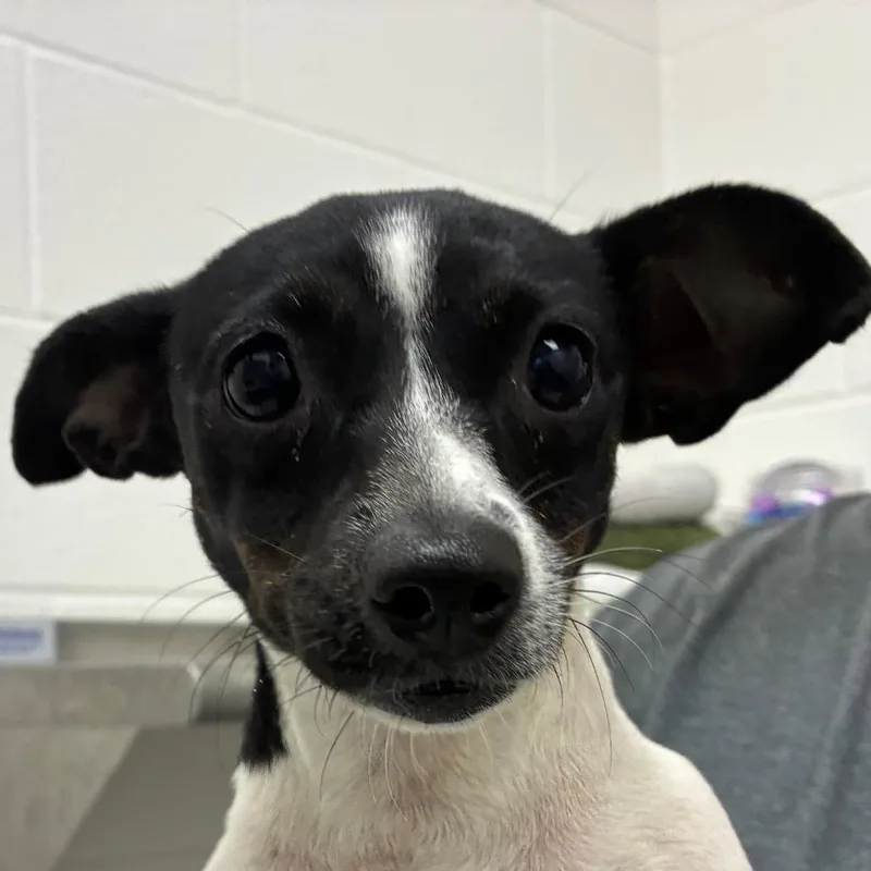 An adult small-sized female Black Chihuahua dog named Bellalina for adoption in Corpus Christi, TX