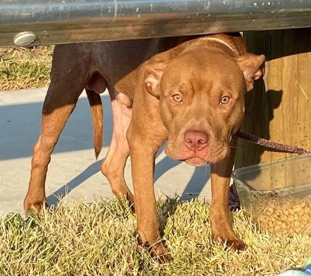An adult medium-sized male Pit Bull Terrier dog named Bear for adoption in Garland, TX